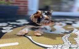 Yorkshire Terrier dogs for sale: ✨ Adorable Yorkshire Terrier Puppies  - Image 11