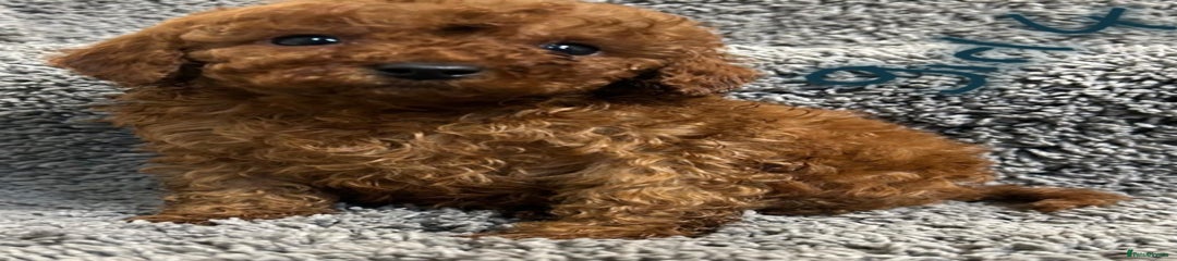 Cavapoo Puppy 9