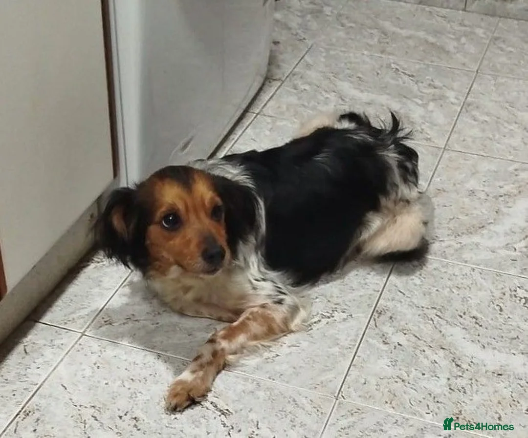 Brittany Spaniel dogs for adoption: Reyna in Consett - Advert 8