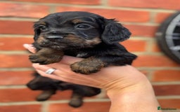 Cocker Spaniel dogs for sale: Health Tested Working Cockers in Bishop Auckland - Image 12