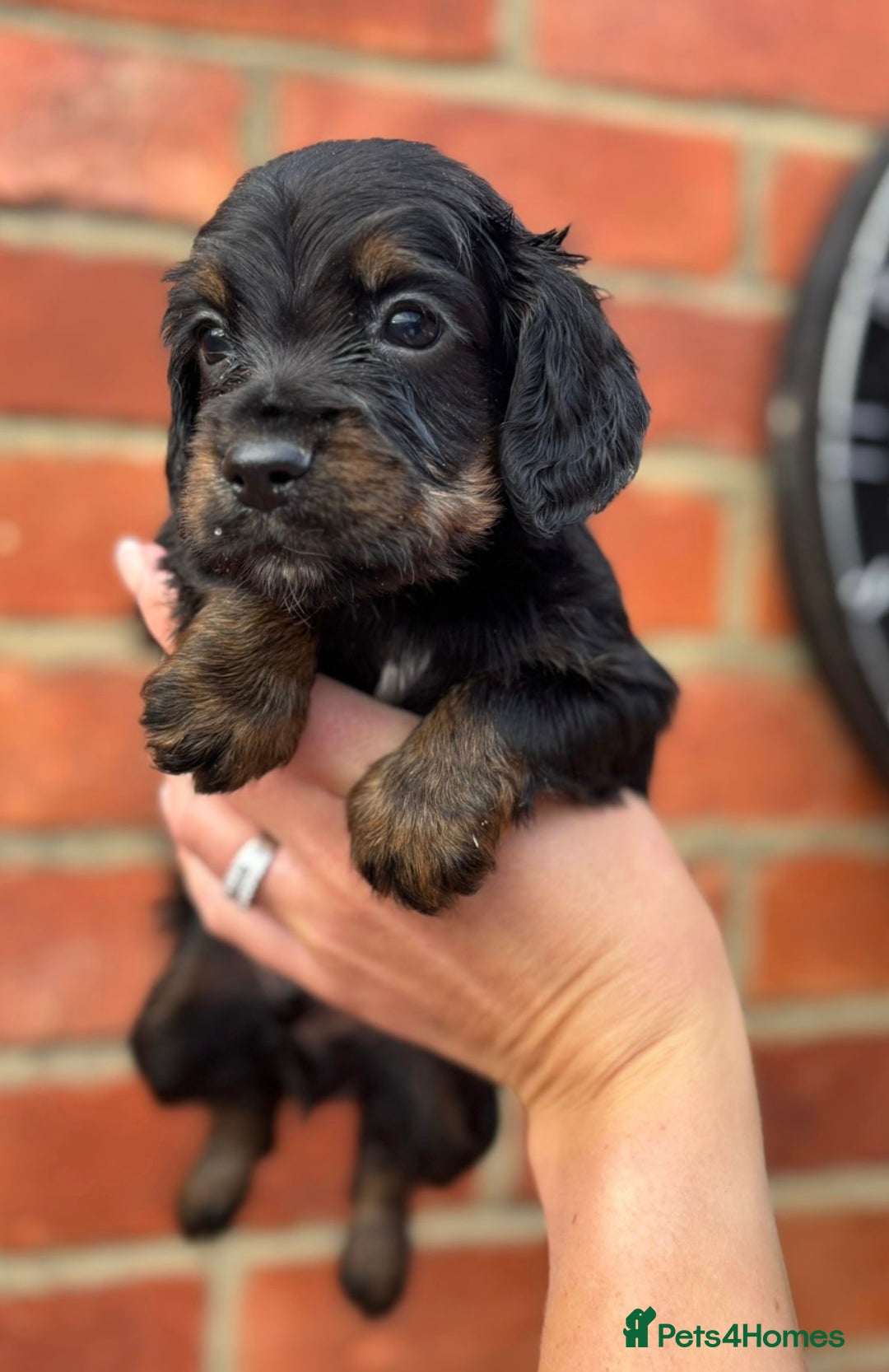 Cocker Spaniel dogs for sale: Health Tested Working Cockers in Bishop Auckland - Image 12