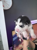 Siberian Husky dogs - Advert 10