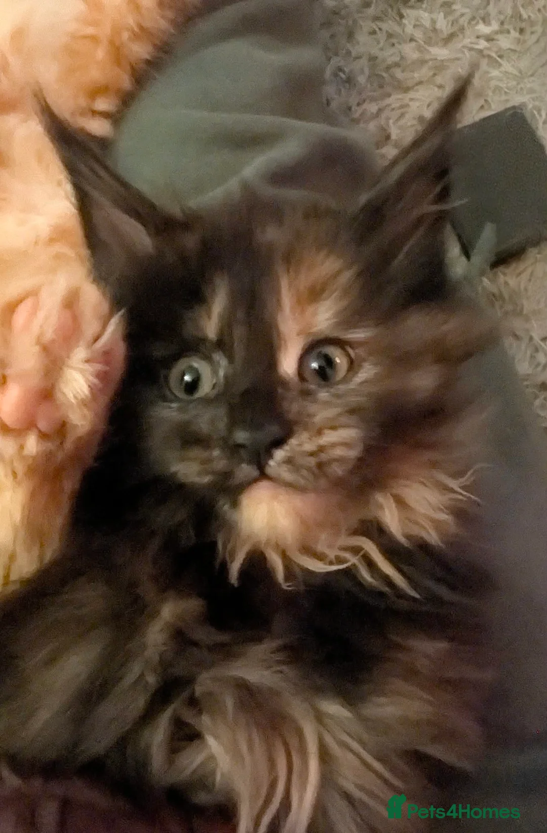 Maine Coon cats for sale: Stunning maine coon kittens  - Advert 6