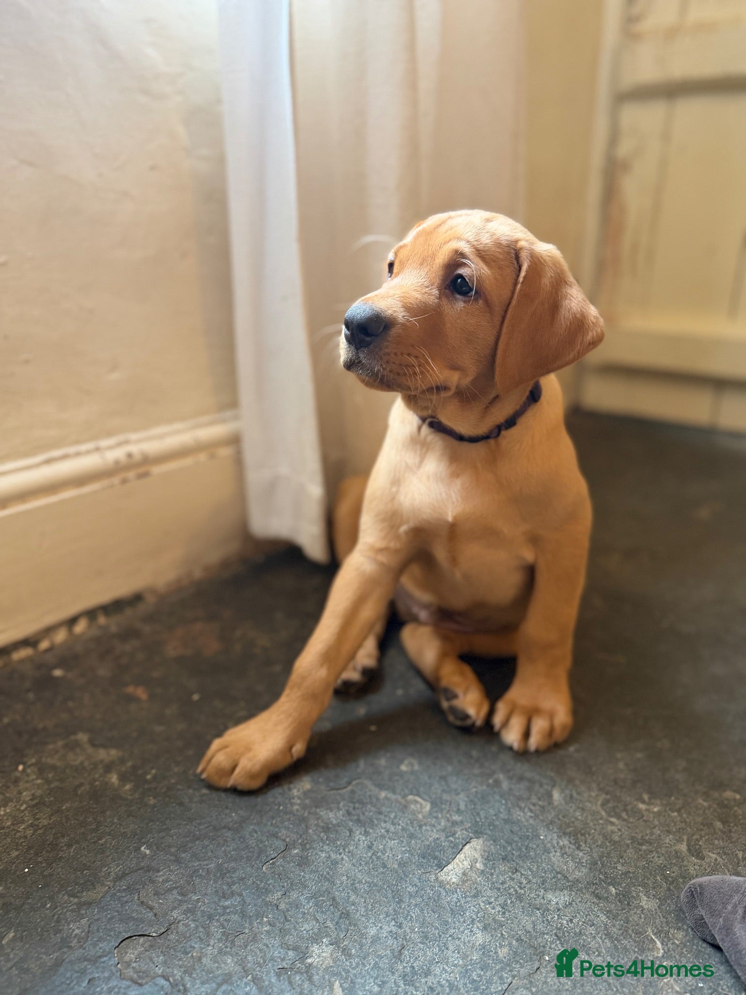 Labrador Retriever dogs 🐾Outstanding KC Fox Red Lab Puppies🐾 - Advert 6