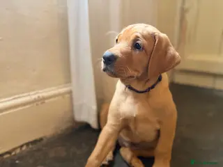 Labrador Retriever dogs 🐾Outstanding KC Fox Red Lab Puppies🐾 - Advert 6