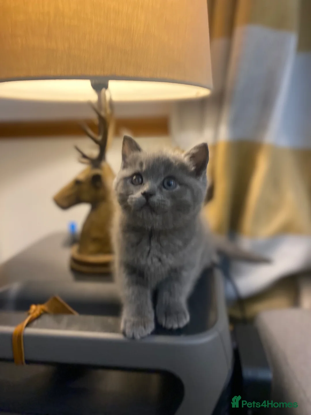 British Shorthair cats for sale: British shorthair kittens  - Advert 2