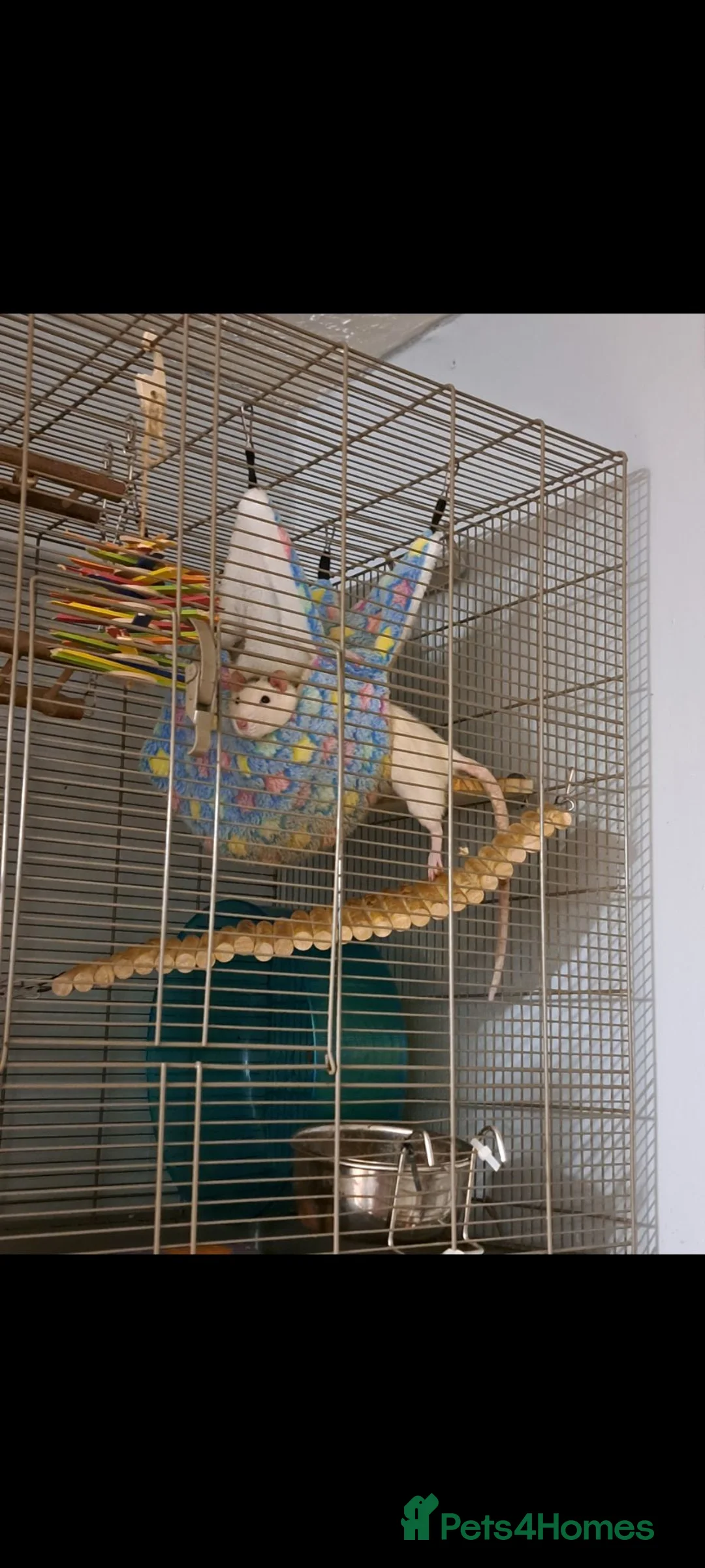 Rat rodents for sale: Male rats with cage  - Advert 4