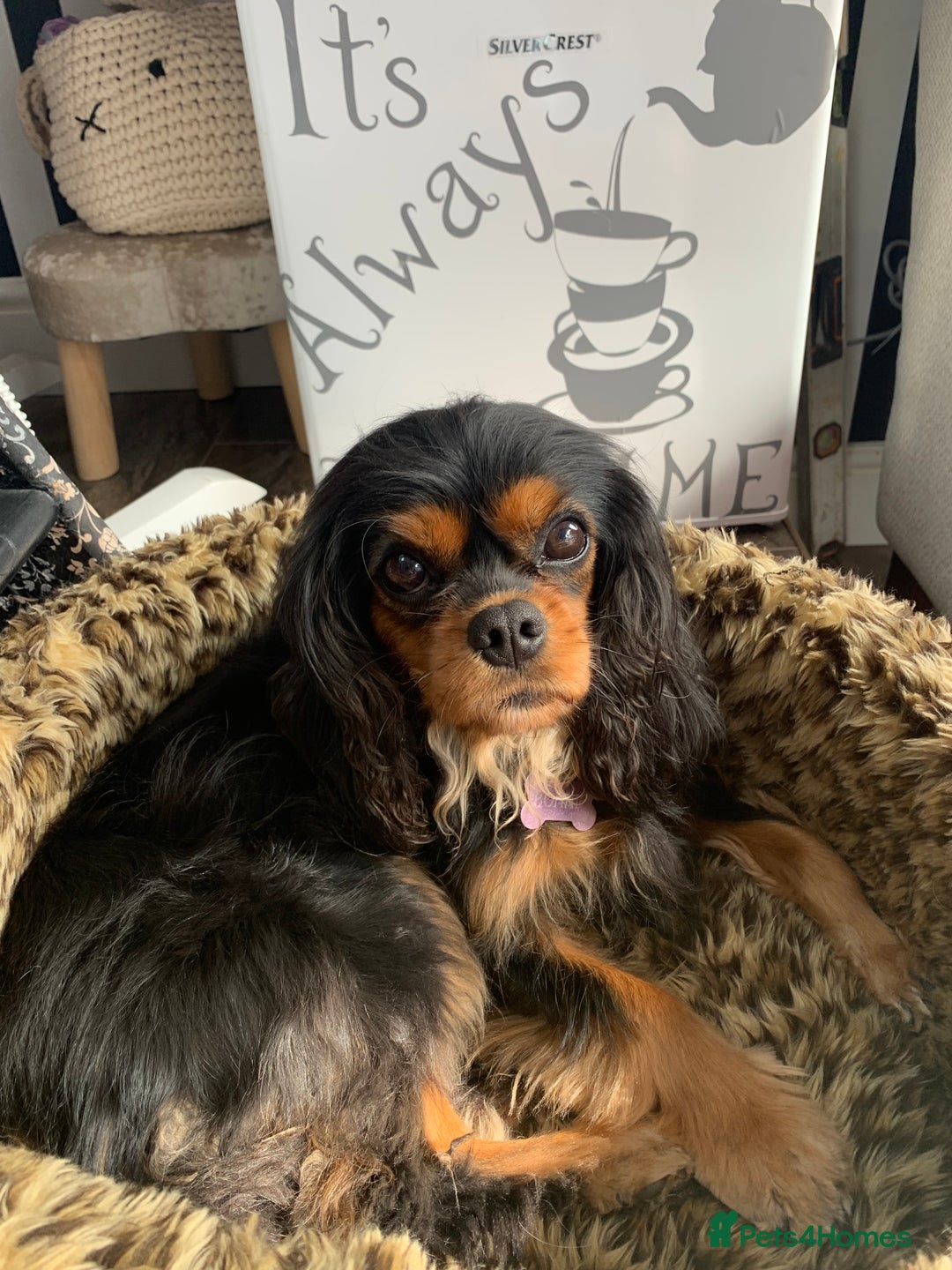 Cavalier King Charles Spaniel dogs for sale: 6 year old female cavalier King Charles  - Advert 4