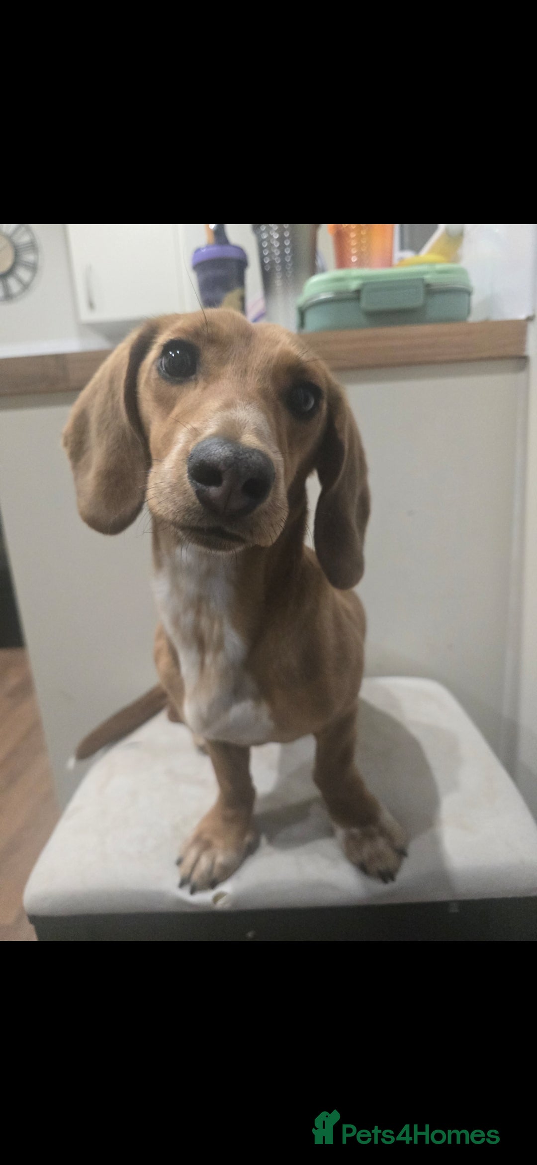 Dachshund dogs for sale: Dachshund  - Image 5
