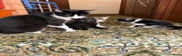 Mixed Breed cats for sale: 3 cute fluffy kittens in Exeter - Advert 5