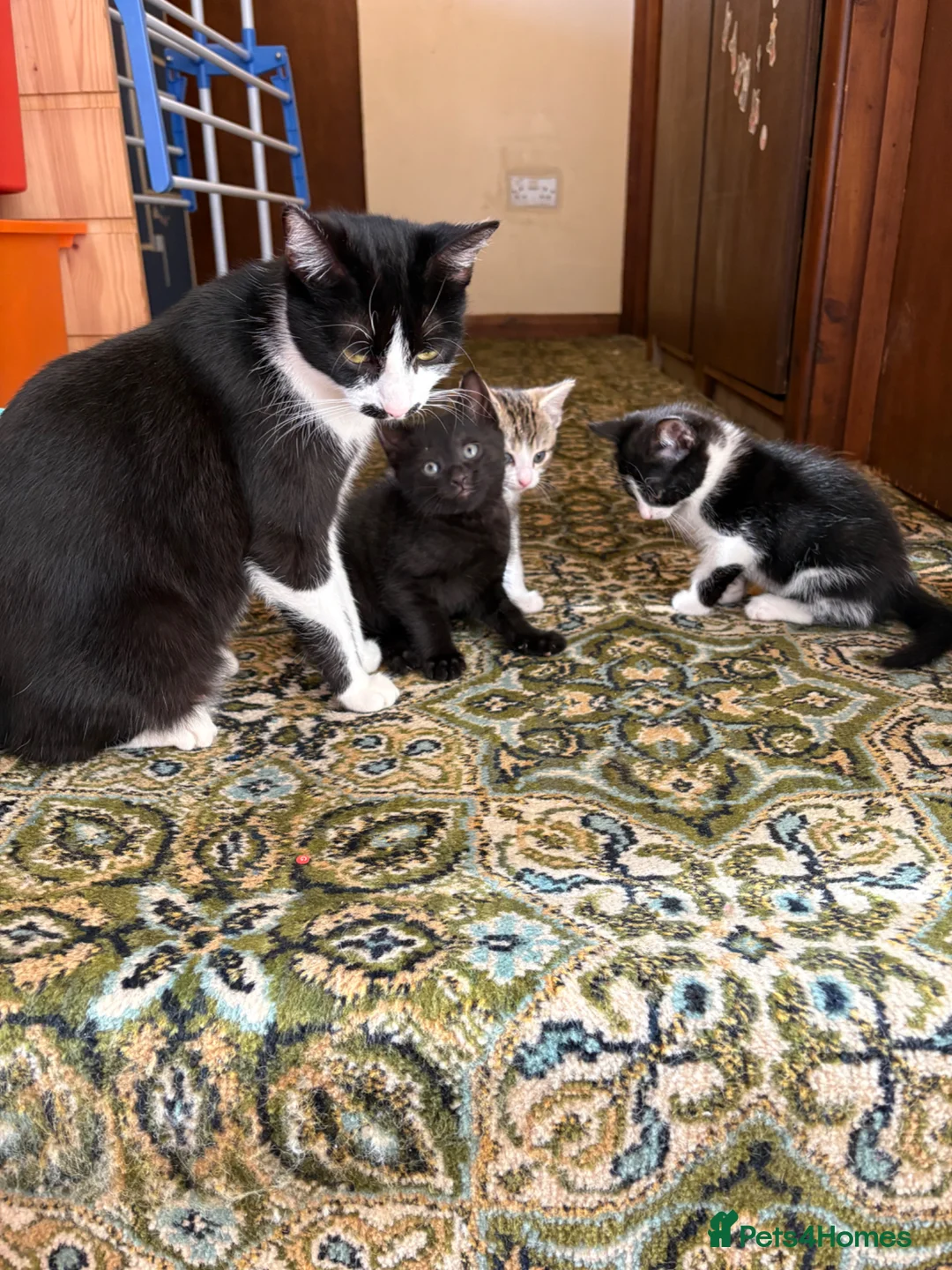 Mixed Breed cats for sale: 3 cute fluffy kittens in Exeter - Advert 5