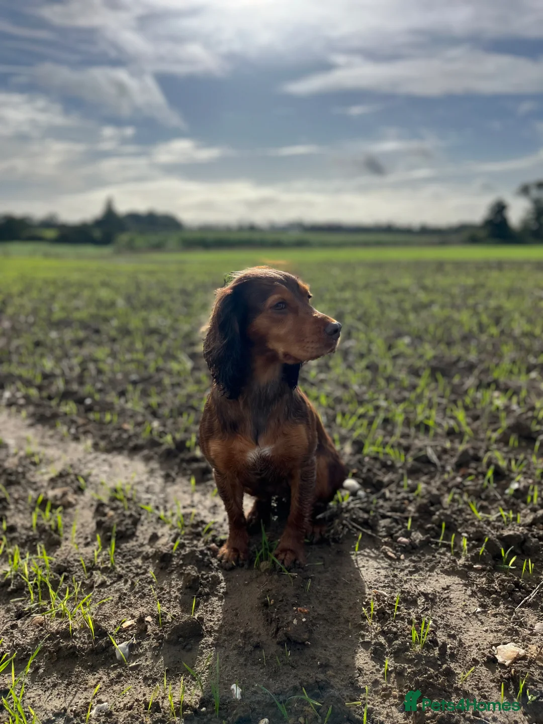 Sprocker dogs for sale: Sprocker puppies in Sandy - Advert 1