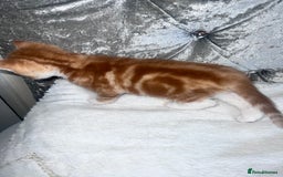 Mixed Breed cats for sale: GINGER KITTENS - Image 4