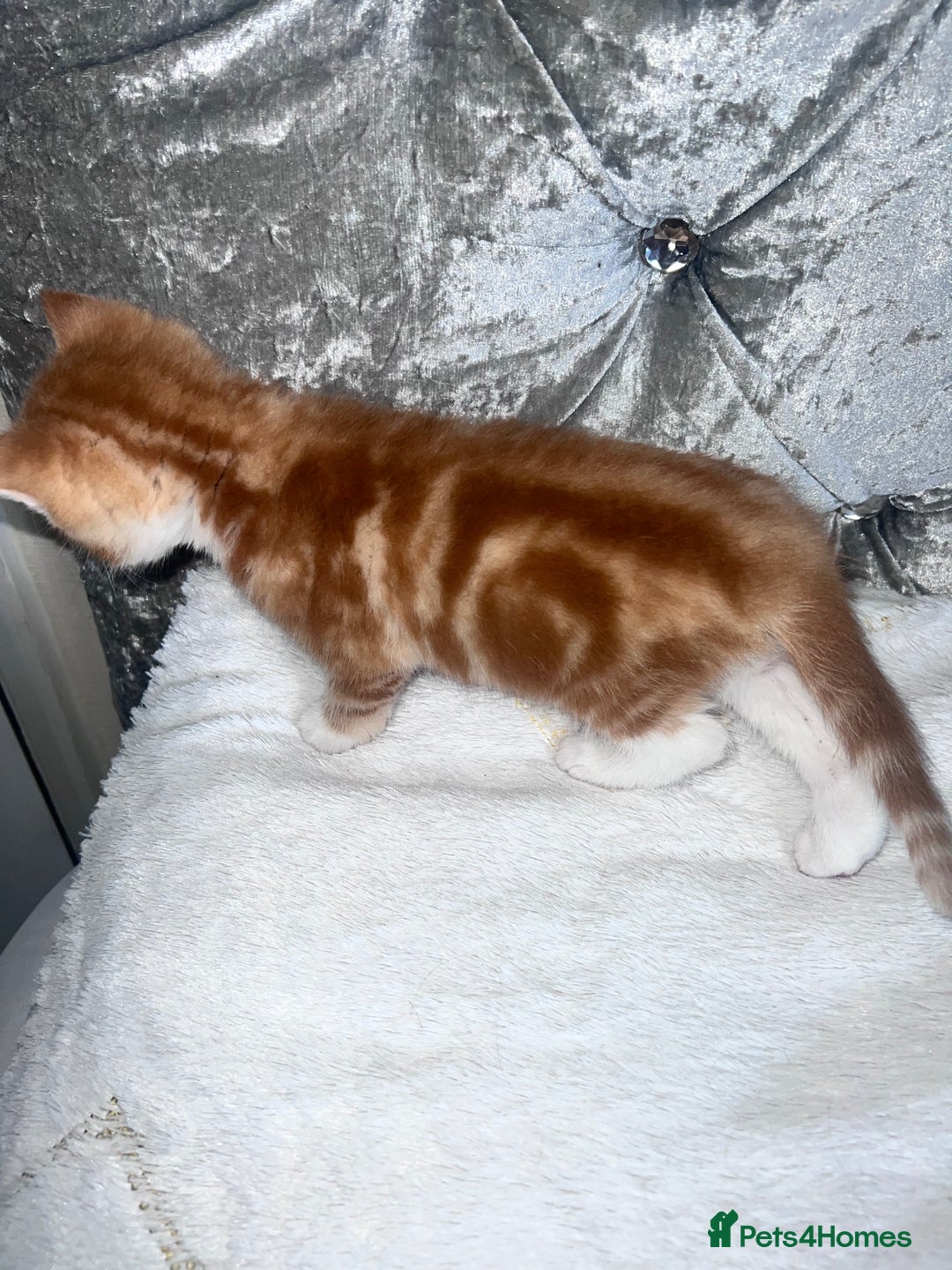 Mixed Breed cats for sale: GINGER KITTENS - Image 4