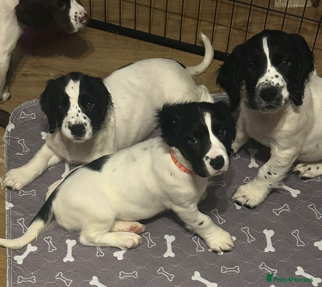 English Springer Spaniel dogs for sale: English Springer spaniel puppies for sale - Advert 5