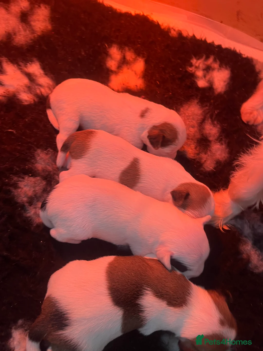 Mixed Breed dogs for sale: Jack x Parson Russell Terriers - Advert 4