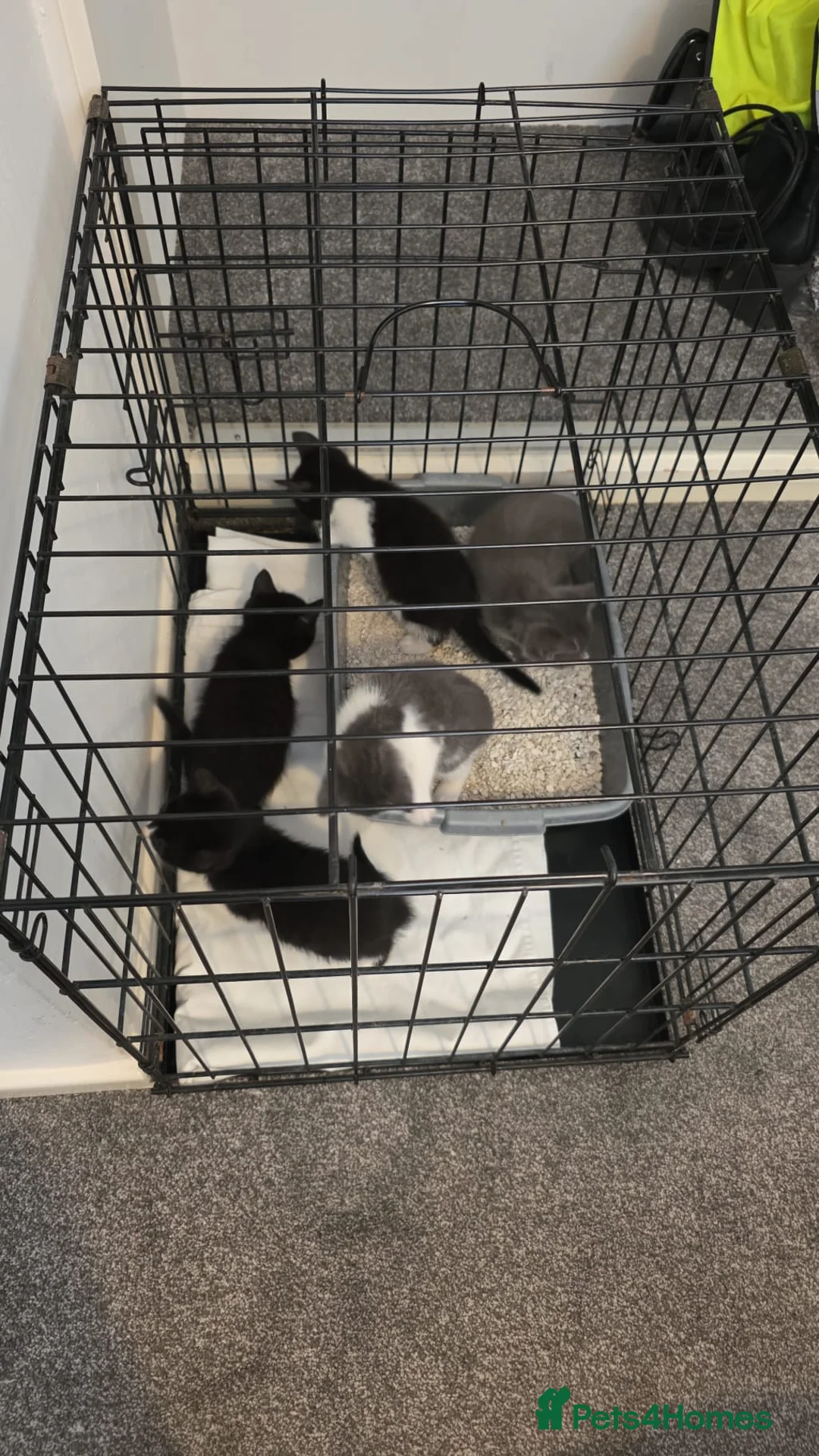 Mixed Breed cats for sale: 5 mixed kittens ready to go  in Peterborough - Advert 1