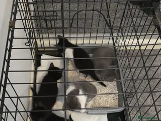 Mixed Breed cats 5 mixed kittens ready to go - Advert 2