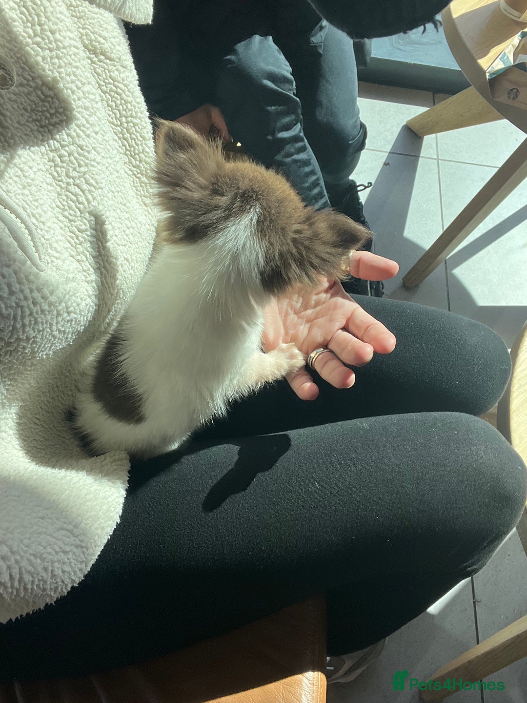 Chihuahua dogs for sale: 💥 REDUCED 💥 ** Choc parti chihuahua ONE BOY LEFT - Image 4
