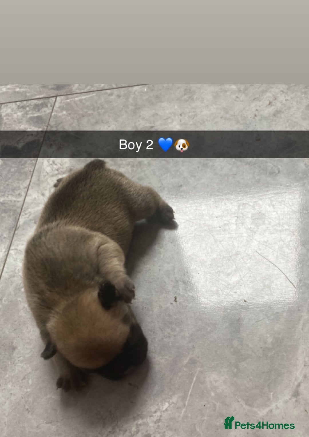 French Bulldog dogs for sale: ***BEAUTIFUL LITTER OF 7 FRENCH BULLDOGS *** - Image 7