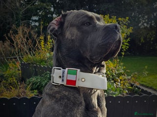 Cane Corso dogs in Driffield - Advert 9