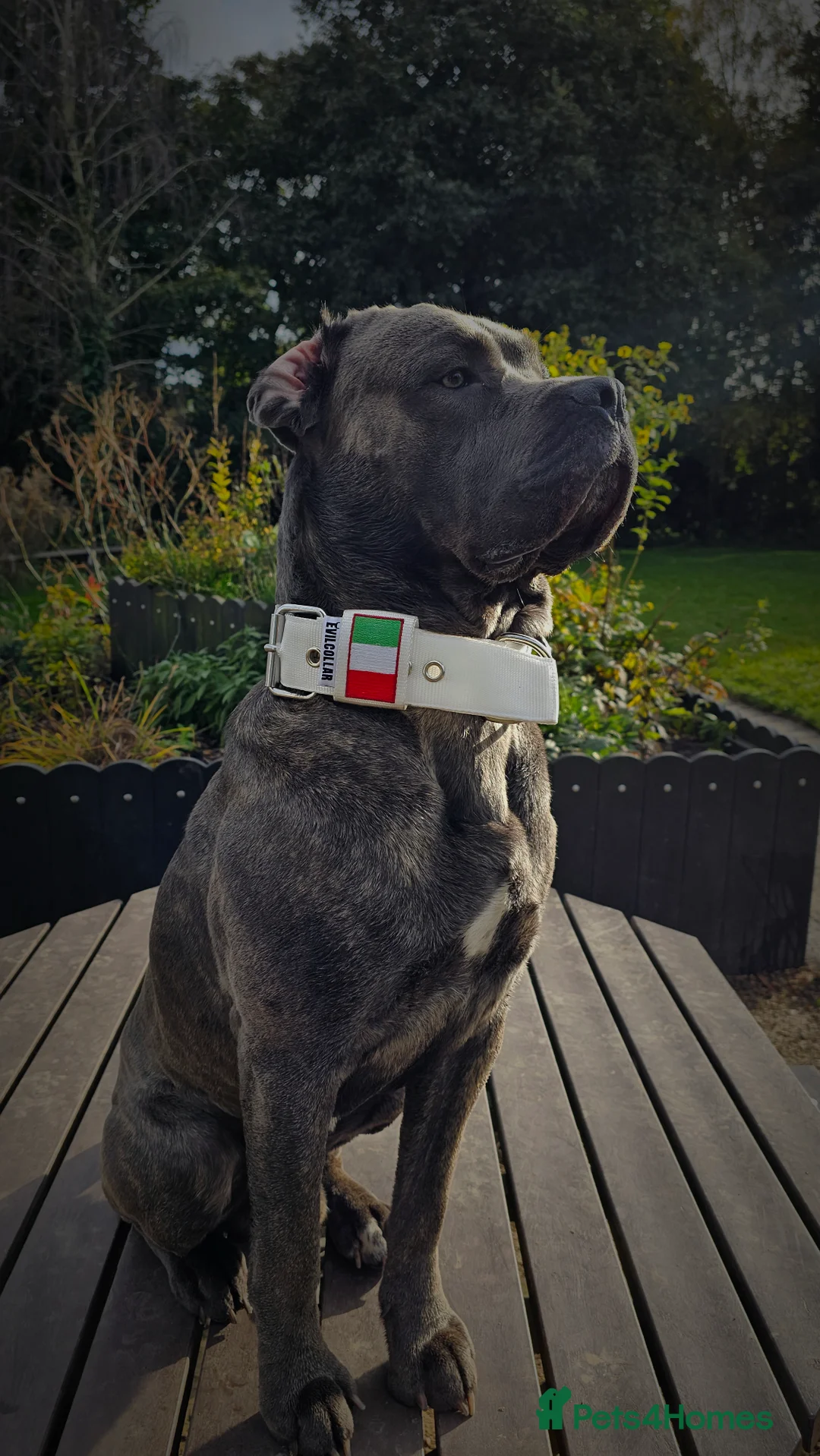 Cane Corso dogs for stud: 2 year old canecorso up for stud in Driffield - Advert 1