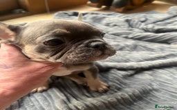 French Bulldog dogs for sale: French bull dog puppies  - Image 28