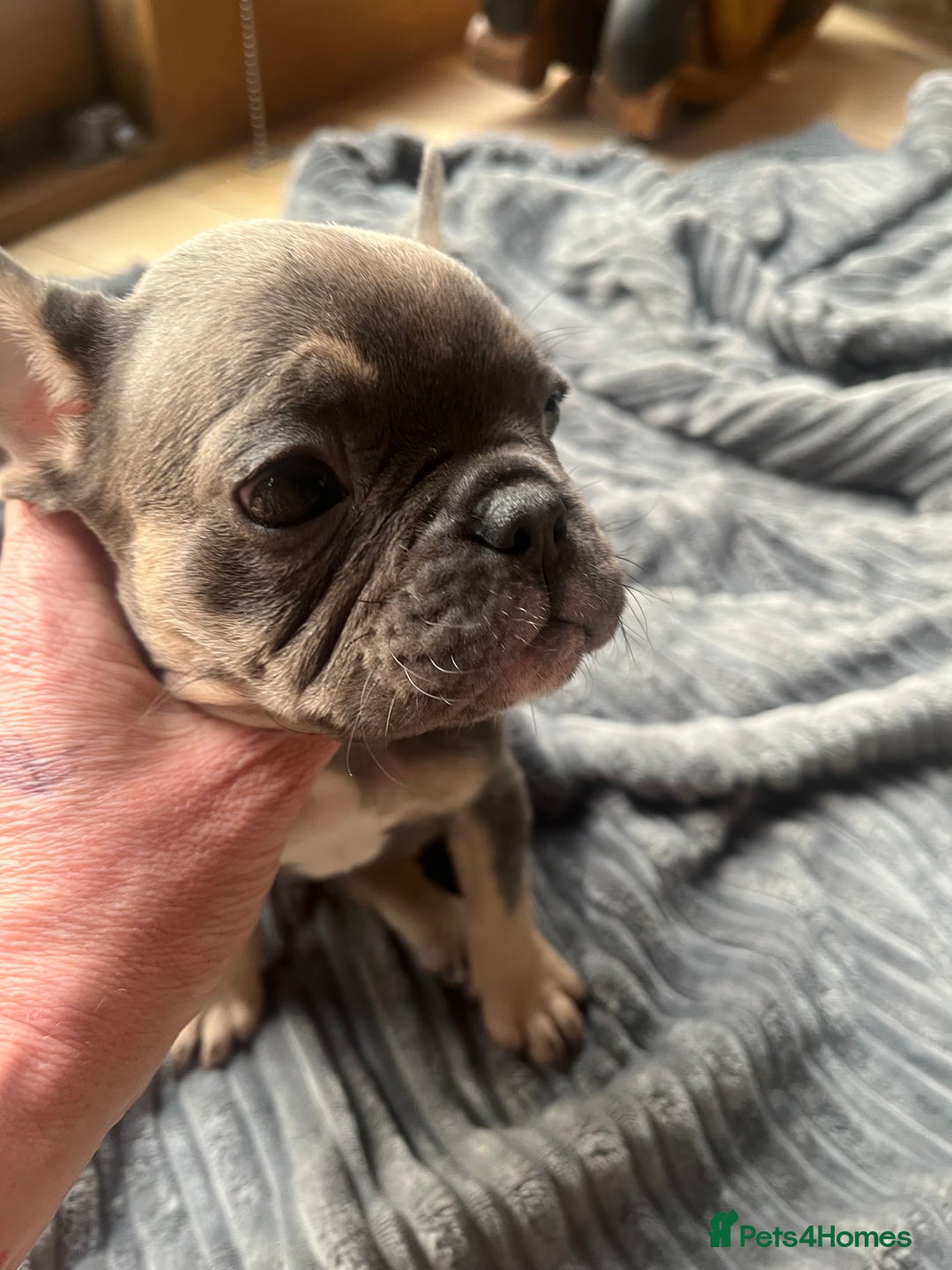 French Bulldog dogs for sale: French bull dog puppies  - Image 28
