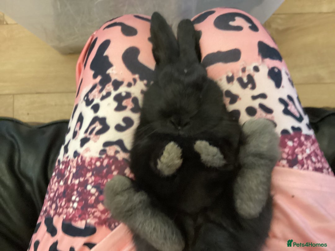 Flemish rabbits for sale: FLEMISH GIANT,CROSS - Advert 11