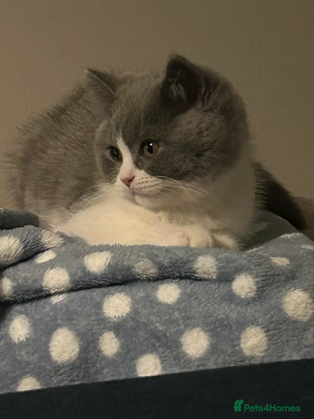 British Shorthair cats for sale: British Shorthair Bi-colour boy - GCCF registered  - Advert 1