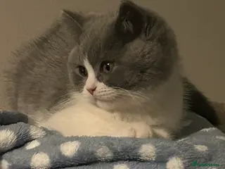 British Shorthair cats British Shorthair Bi-colour boy - GCCF registered - Advert 5