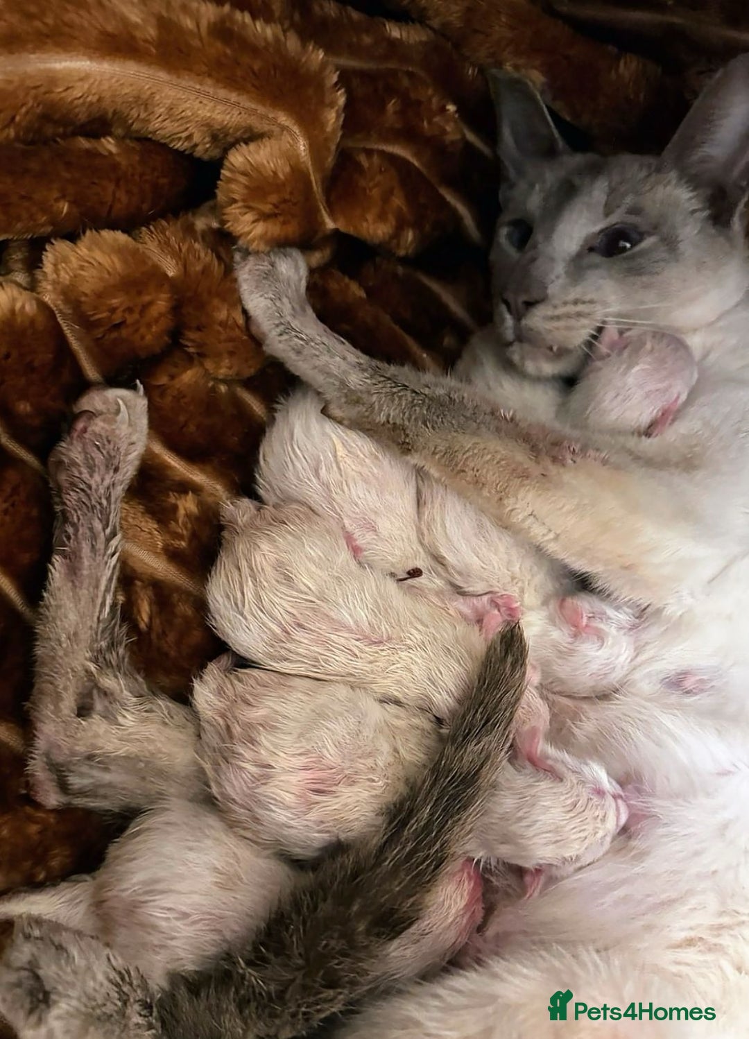 Siamese cats for sale: Lilac Lynx Point Traditional Siamese Female Kitten - Image 3