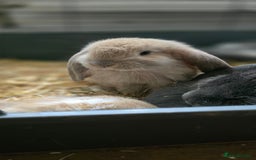 French Lop rabbits for sale: Beautiful French Lop Bunnies - Image 25