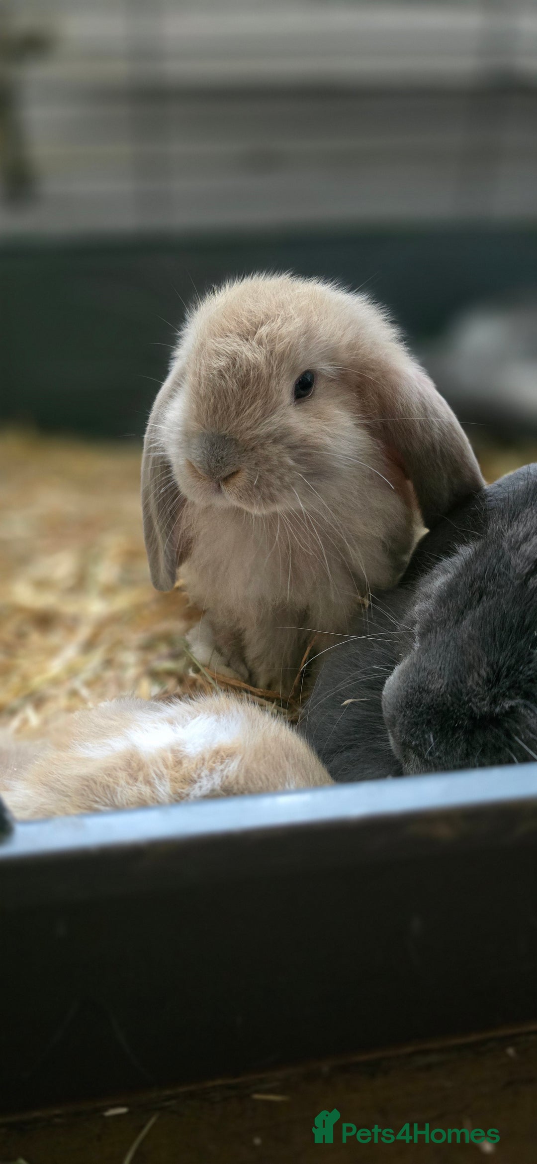 French Lop rabbits for sale: Beautiful French Lop Bunnies - Image 25