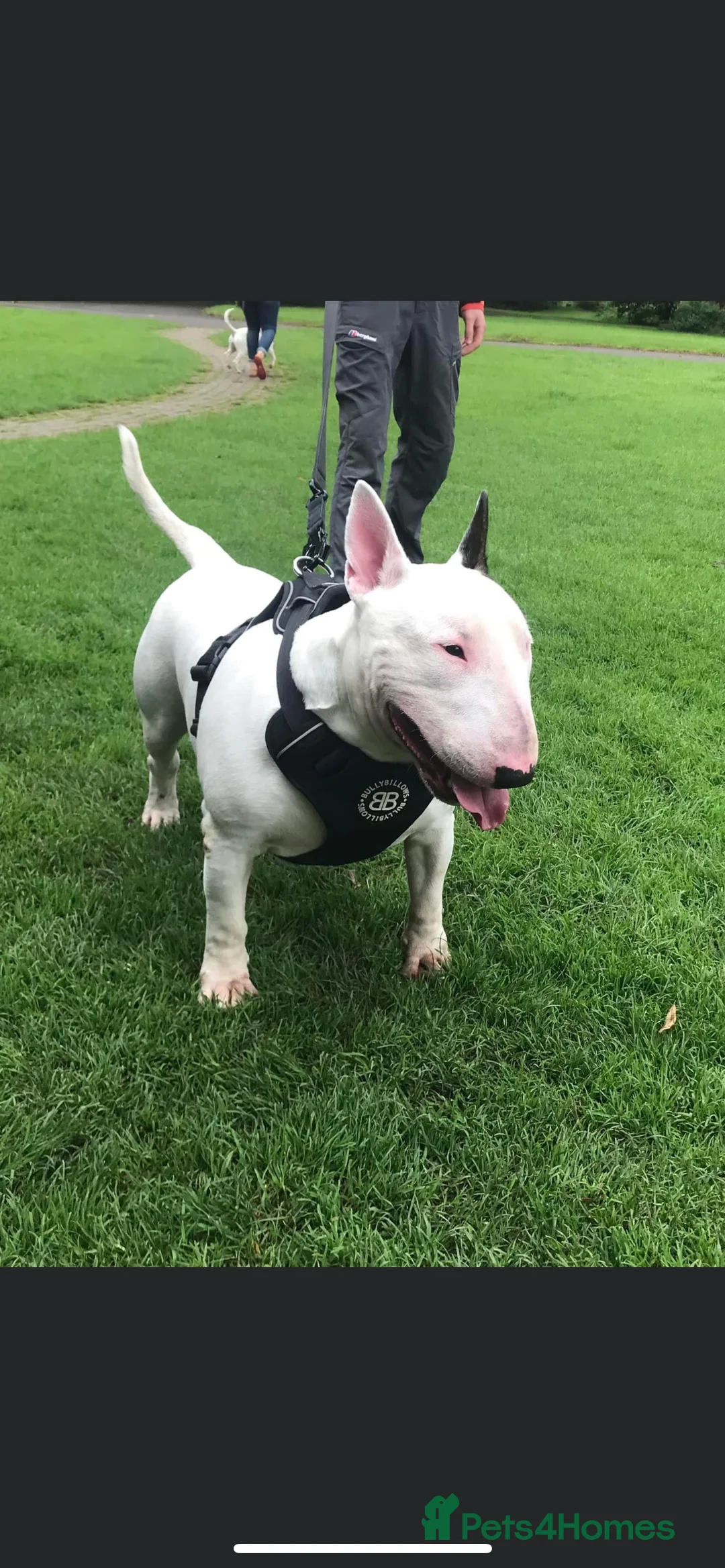 English Bull Terrier dogs for stud: Amazing boy for stud in Liverpool - Advert 10