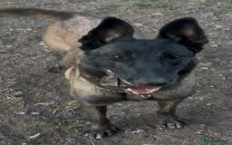 Belgian Shepherd Dog dogs for adoption: Roxy is looking for her forever home! - Image 4