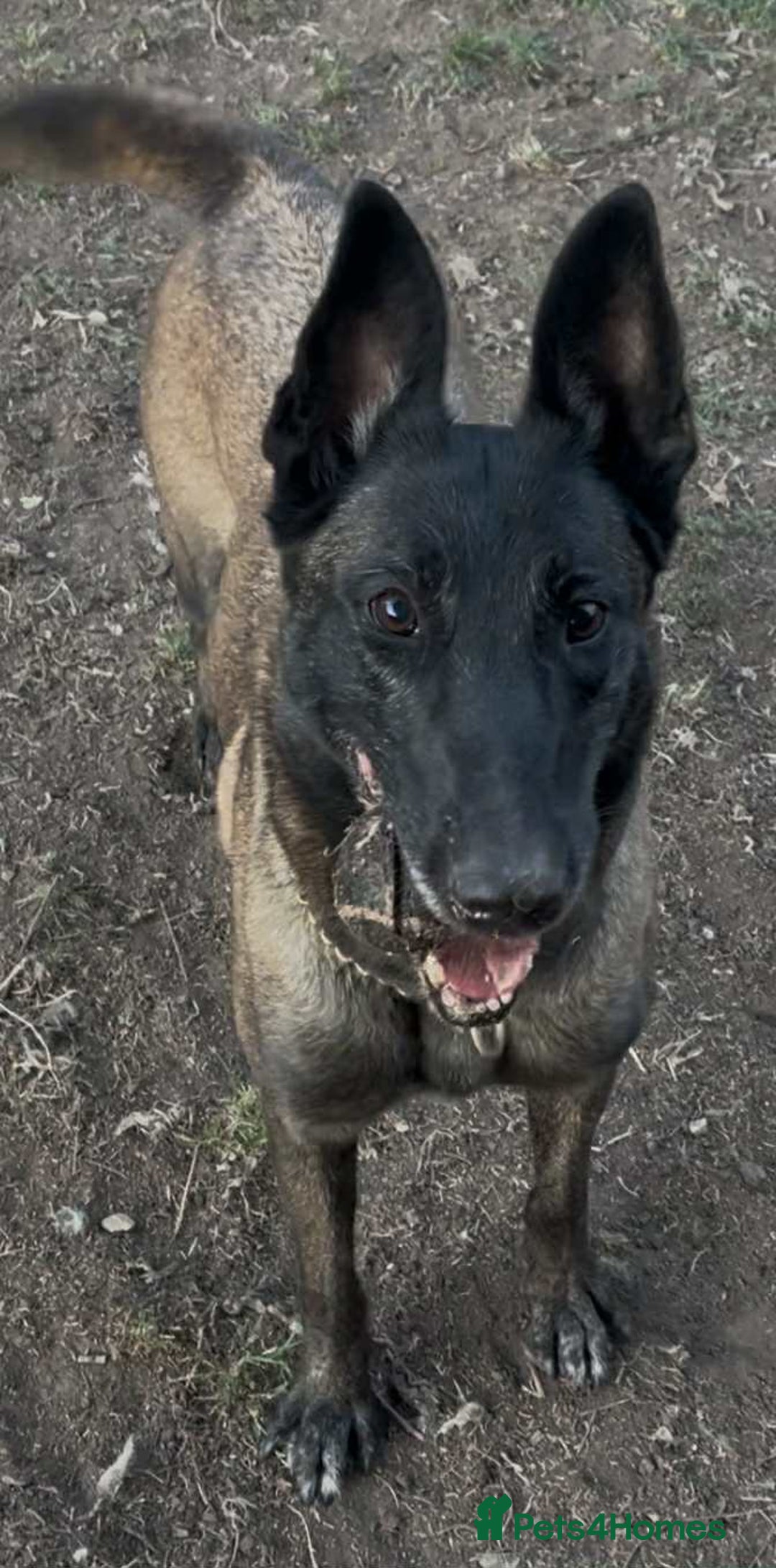 Belgian Shepherd Dog dogs for adoption: Roxy is looking for her forever home! - Image 4