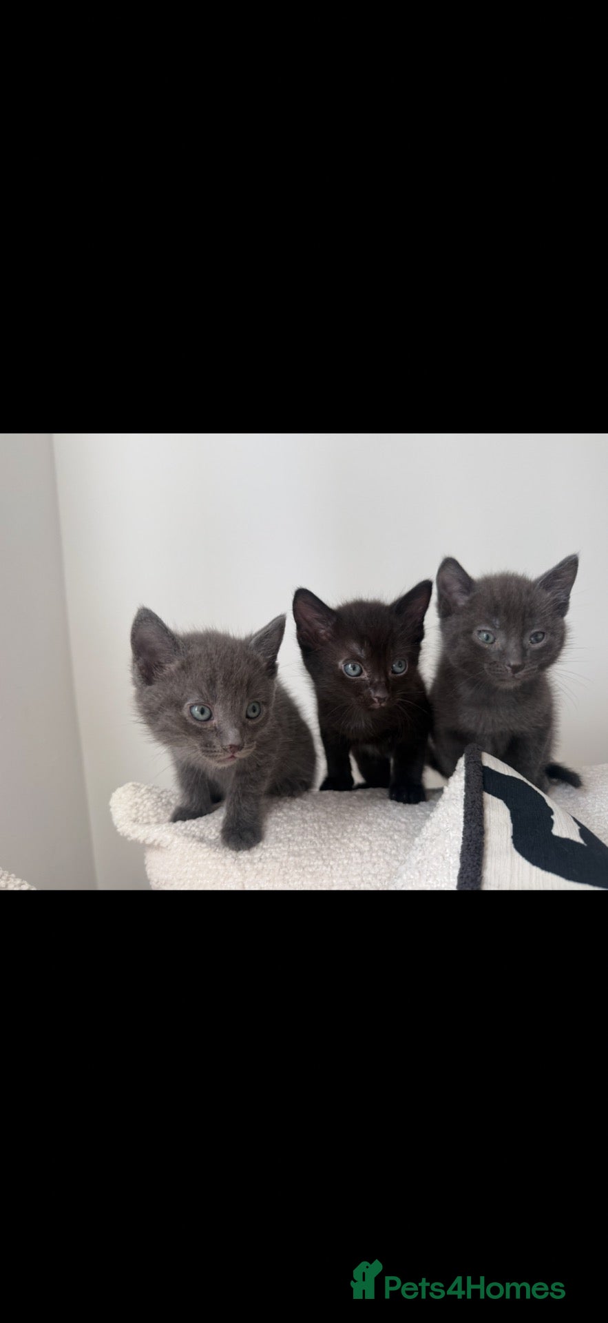Russian Blue cats Russian Blue kittens  - Advert 1