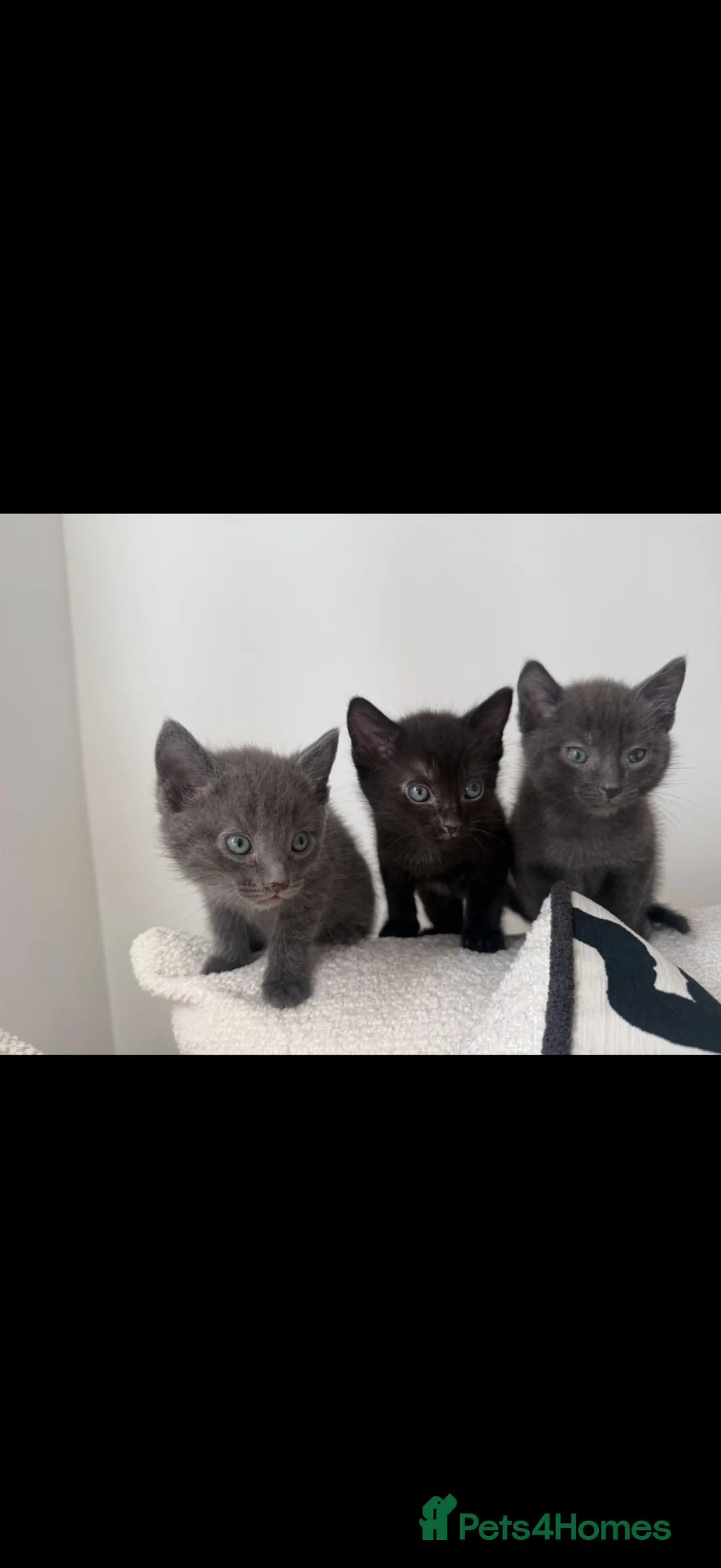 Russian Blue cats for sale: Russian Blue kittens  - Advert 1