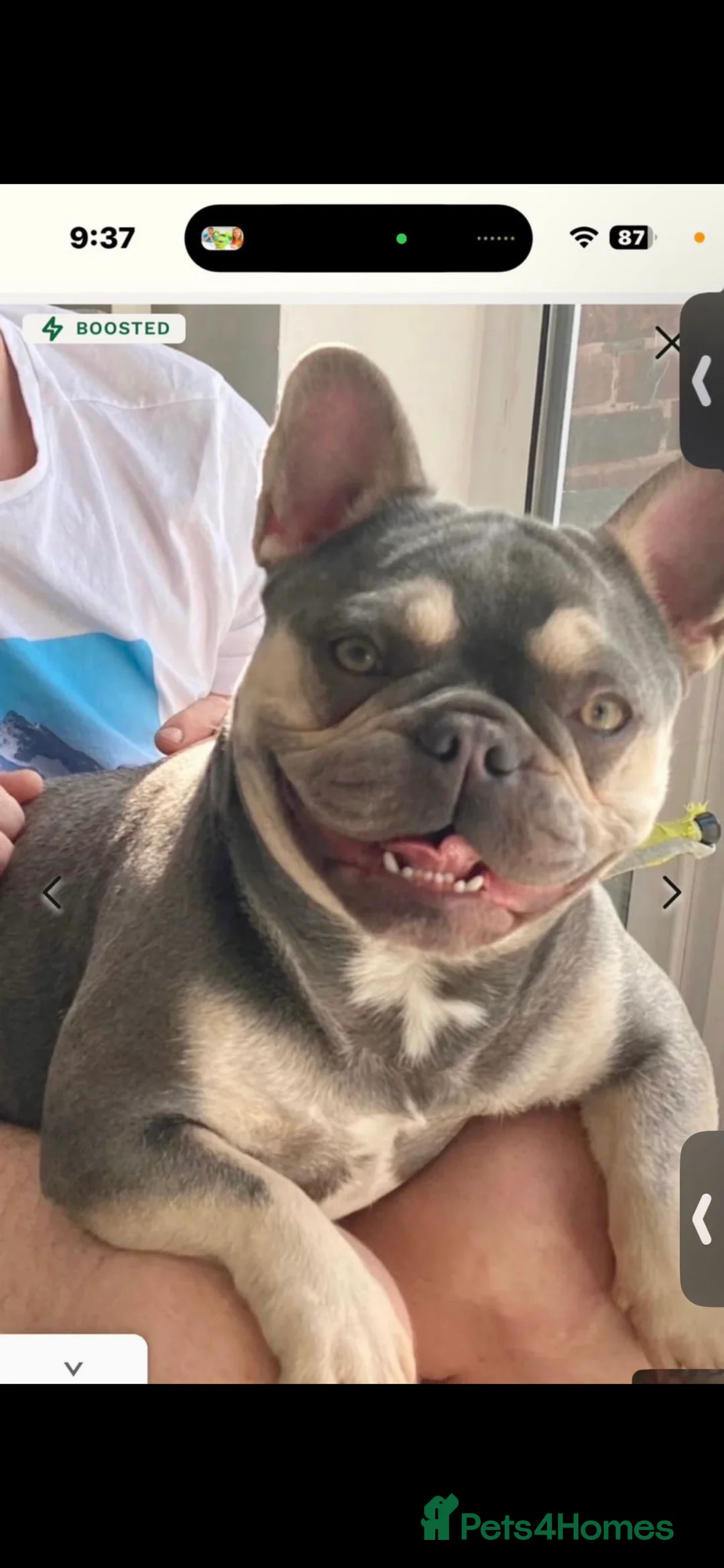 French Bulldog dogs for stud: Blue and lilac pure breed French bulldog FOR STUD - Advert 3