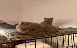 British Shorthair cats for sale: 2 lilac British shorthair boys 🐻💙🐻 - Image 10