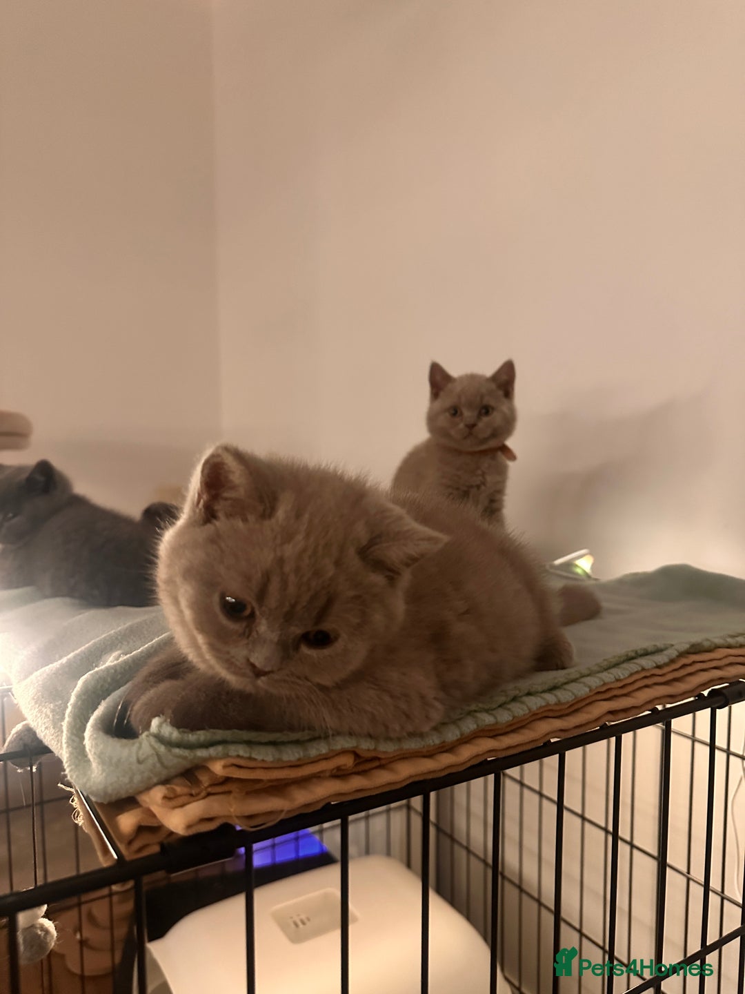 British Shorthair cats for sale: 2 lilac British shorthair boys 🐻💙🐻 - Image 10