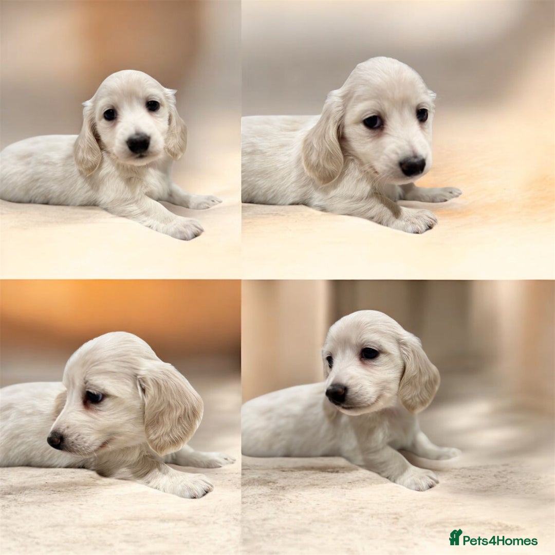 Miniature Dachshund dogs for sale: KC Registered Cream Long Hair Miniature Dachshunds - Advert 2