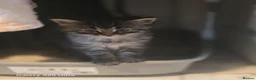 Maine Coon cats for sale: Stunning maine coon. Kittens 4 boys 1 girl  - Advert 11