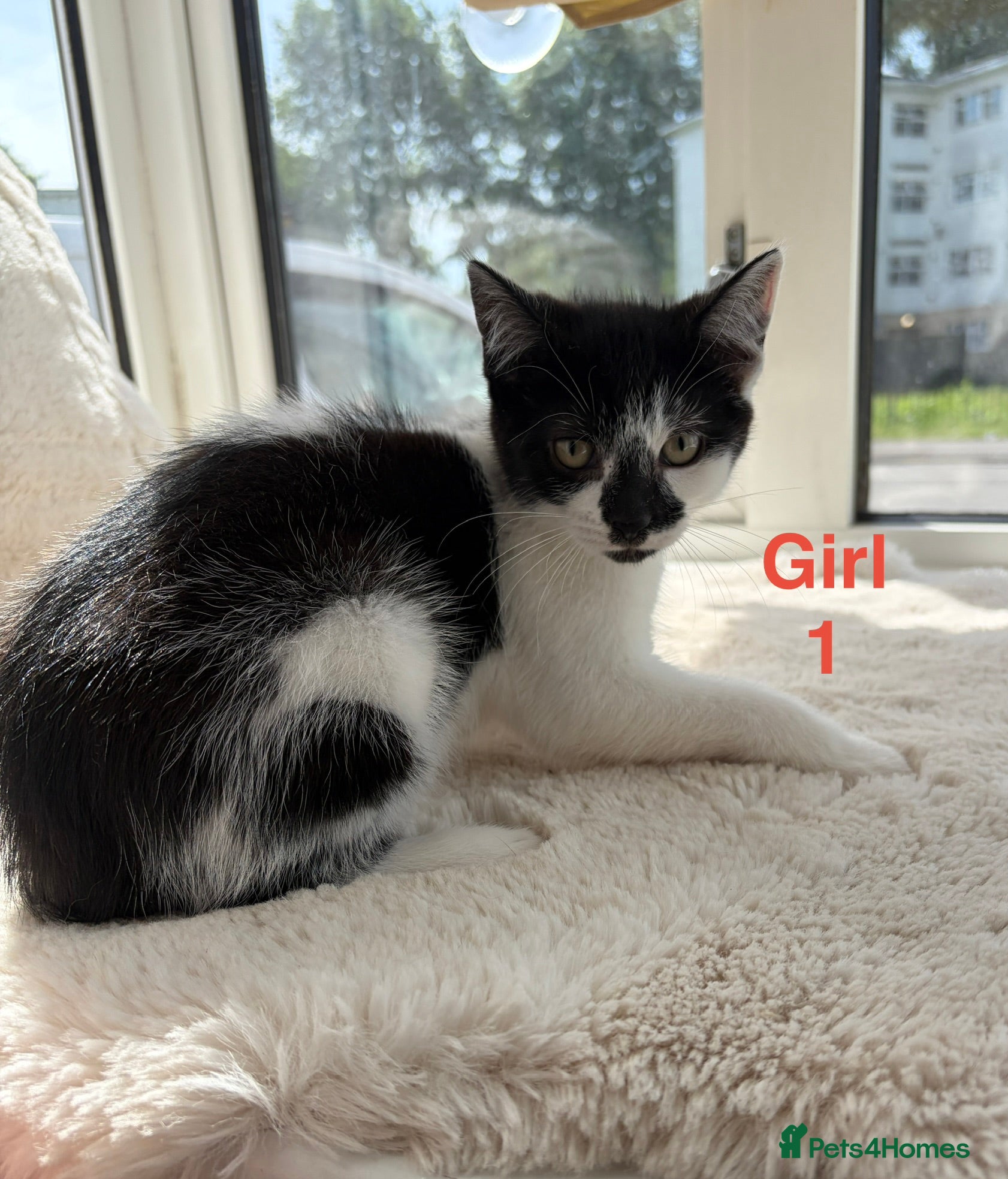 Mixed Breed cats Beautiful playful kittens looking for loving homes - Advert 4