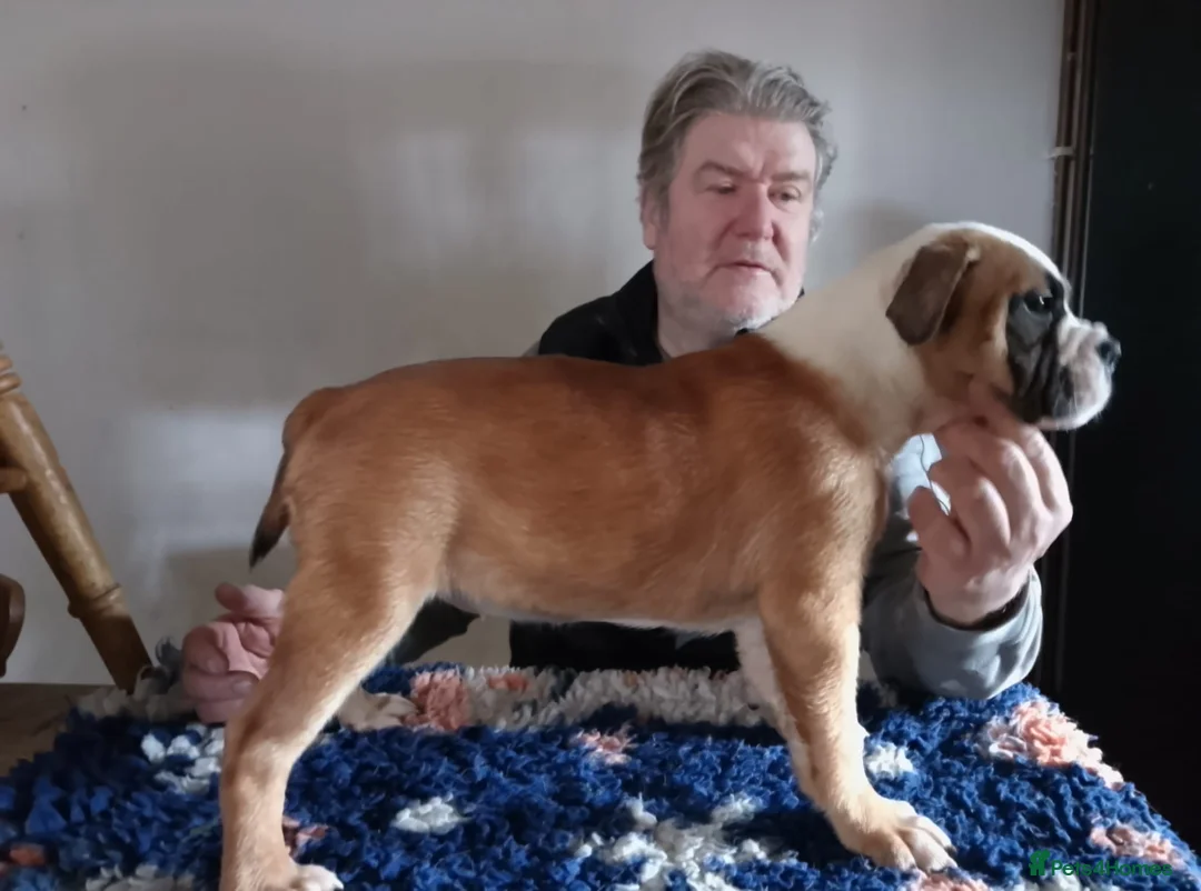 English Bulldog dogs for sale: BARBIEBULLS BULLDOGS - Advert 1