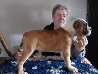 English Bulldog dogs BARBIEBULLS BULLDOGS - Advert 7