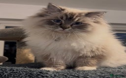 Ragdoll cats for sale: Active Tica Champion blood Ragdoll kittens - Image 13
