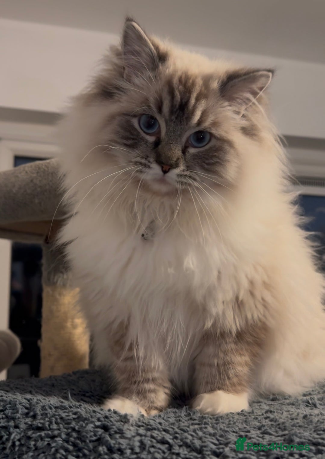 Ragdoll cats for sale: Active Tica Champion blood Ragdoll kittens - Image 13