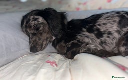 Miniature Dachshund dogs for sale: Long haired silver dapple female  - Image 2